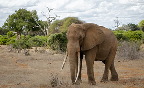 Read more about the article 5 Days Amboseli, Tsavo West And Tsavo East