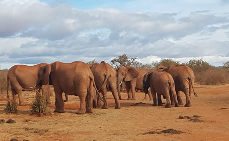Read more about the article 1 Day Tsavo East National Park.