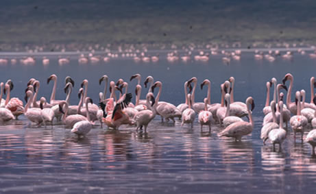 Read more about the article 13 Days (12 Nights): Kenya Safari