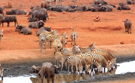 kenya-safaris-departing-mombasa