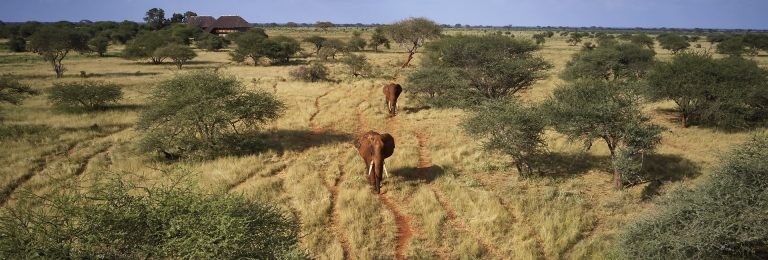 1 ½ Days Jeep Safari Ngutuni Conservancy