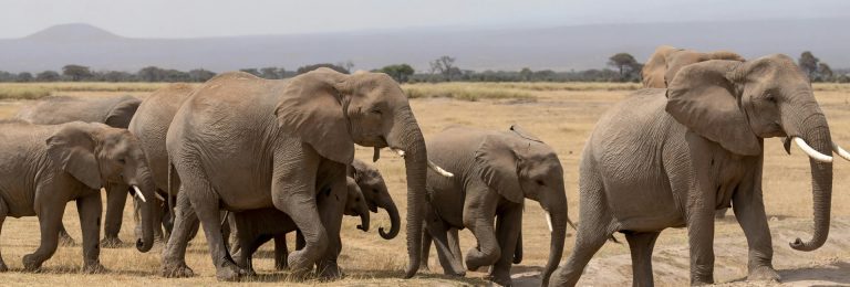 5 Days Tsavo East, West, Amboseli & Saltlick