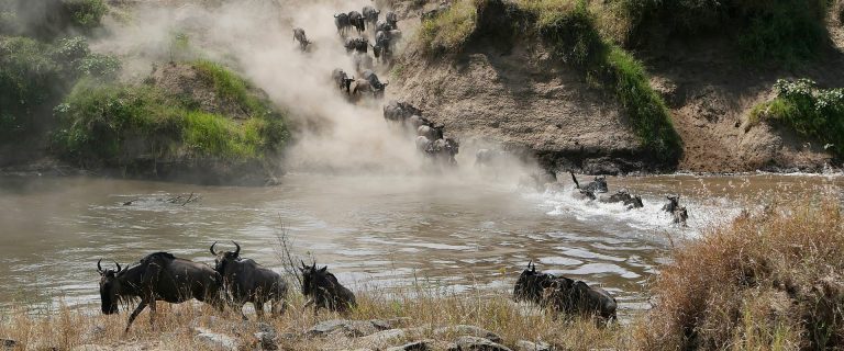 6 Days Amboseli National, Lake Nakuru National Park and Masai Mara Game Reserve