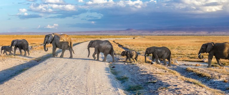 6 Days Nairobi-Amboseli-Ziwani-Tsavo East-West