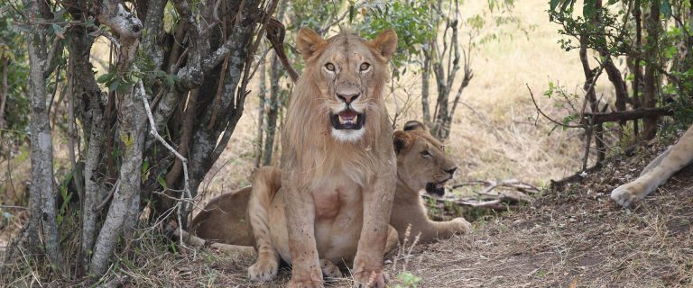 7 Days Samburu, Aberdare, Lake Nakuru And Masai Mara Safari