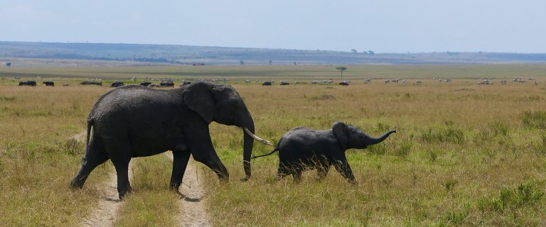 9 Days Amboseli, Lake Nakuru, Lake Bogoria, Masai Mara and Lake Naivasha Safari