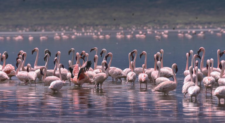 Lake Nakuru National Park